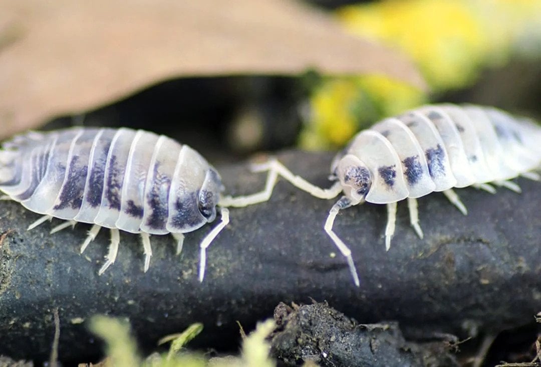 Panda İsopod ( Porcellio Laevis Dairy Cow )