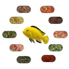 Sarı Prenses Özel Balık Yem Paketi 100 Gr/Ad (5 Çeşit)