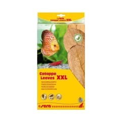 Sera Catappa Yaprağı Xxl