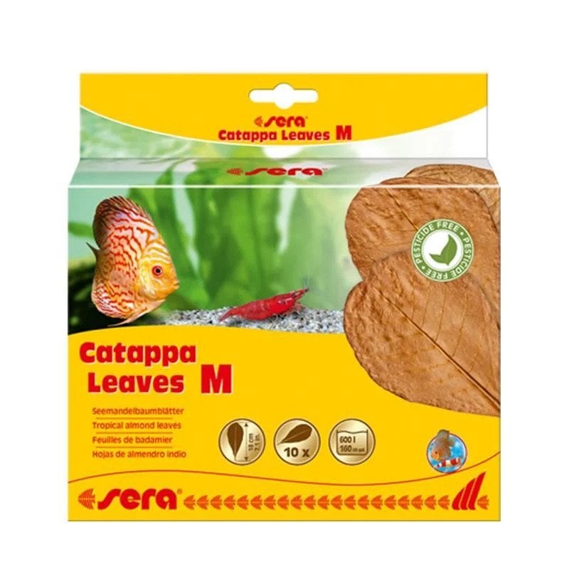 Sera Catappa Yaprağı Medıum