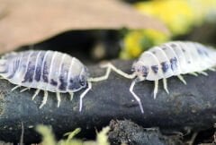 Panda İsopod ( Porcellio Laevis Dairy Cow )