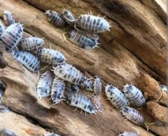 Panda İsopod ( Porcellio Laevis Dairy Cow )