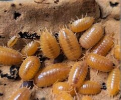 Orange İsopod ( Porcellio Laevis Orange )
