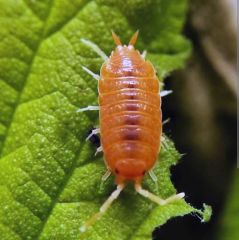Orange İsopod ( Porcellio Laevis Orange )
