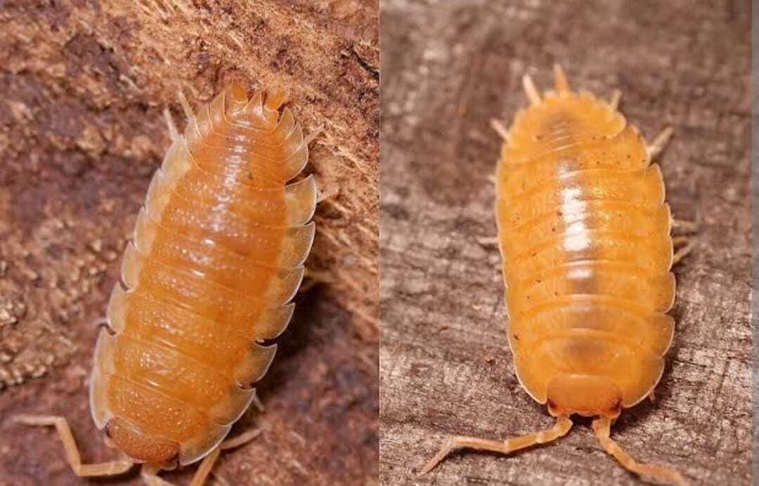 Orange İsopod ( Porcellio Laevis Orange )