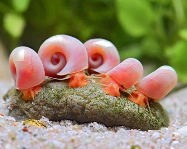 RAMSHORN SALYANGOZ 20 ADET