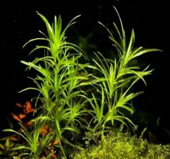 LEPİSTES OTU ( NAJAS GUADALUPENSİS )