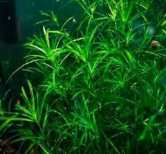 LEPİSTES OTU ( NAJAS GUADALUPENSİS )