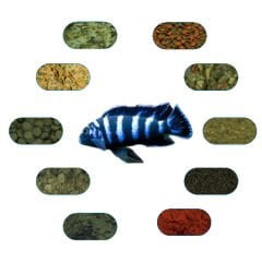 Demasoni Özel Balık Yem Paketi 50 Gr/Ad (5 Çeşit)