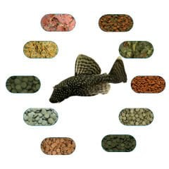 Cüce Vatoz Yem Paketi (L144-Süper Red-Lda16 Vb.) 50 Gr/Ad (7 Çeşit)