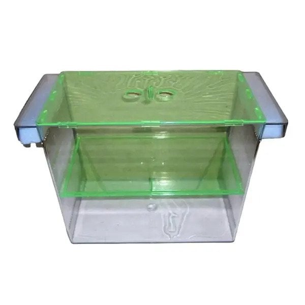 201610 Sealife İkili Dev Cichlid Yavruluğu