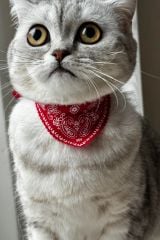 Pergattı Kedı Tasması Fularlı
