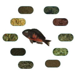 Tropheus Red Belly Özel Balık Yem Paketi 50 Gr/Ad (6 Çeşit)