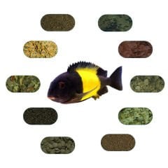 Tropheus Sp. Ikola Özel Balık Yem Paketi 50 Gr/Ad (7 Çeşit)