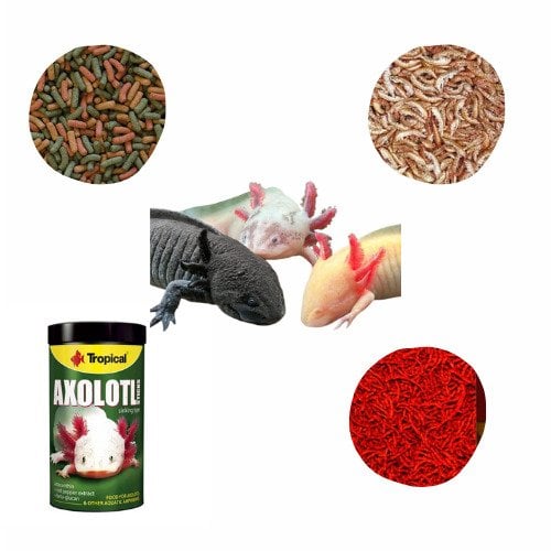 Axolothl Yem Paketi 50 gr (4 Çeşit)