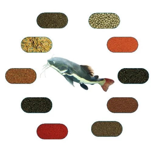 Kedi Balıkları Yem Paketi (Yayıngiller) 100 Gr/Ad (6 Çeşit)