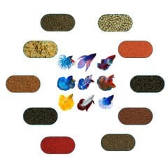 Betta Balığı Yem Paketi 100 Gr/Ad (4 Çeşit)