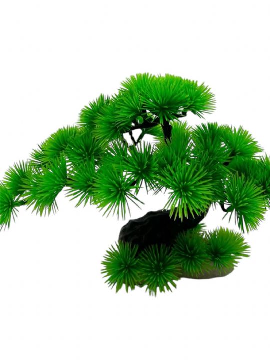 Bonzai Bitki 44036